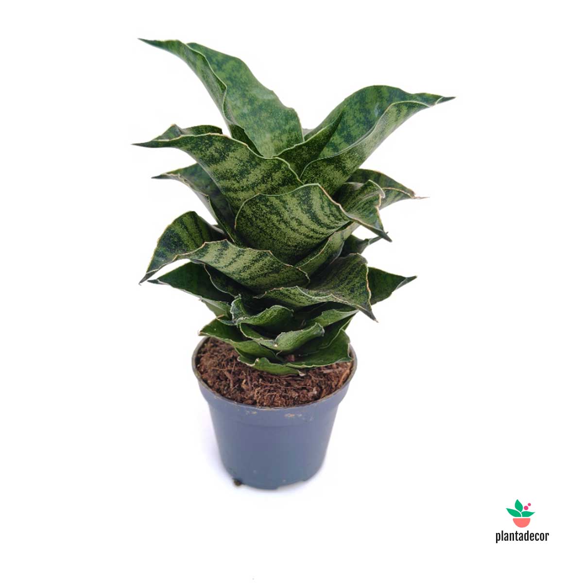 Sanseviera Mahanakorn