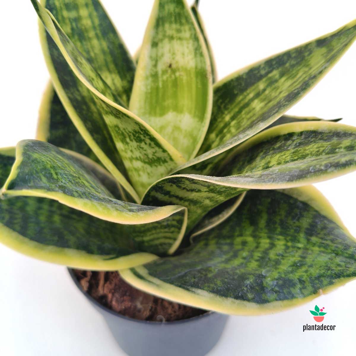 Sanseviera Hahnii Superstar