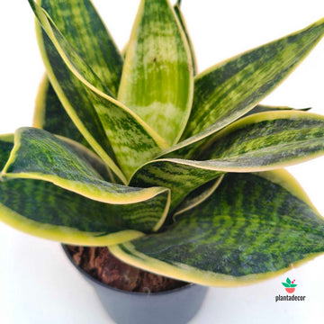 Sanseviera Hahnii Superstar