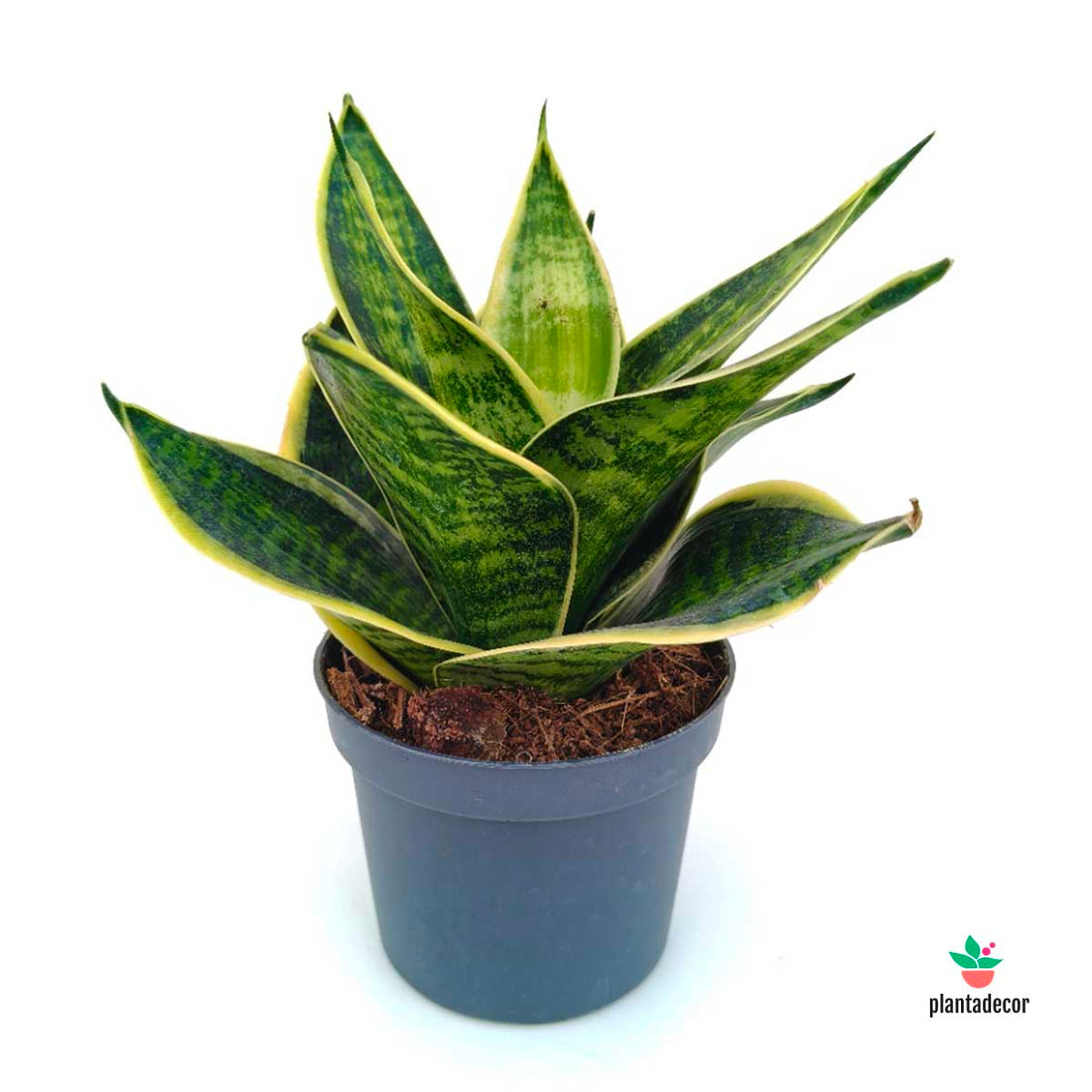 Sanseviera Hahnii Superstar