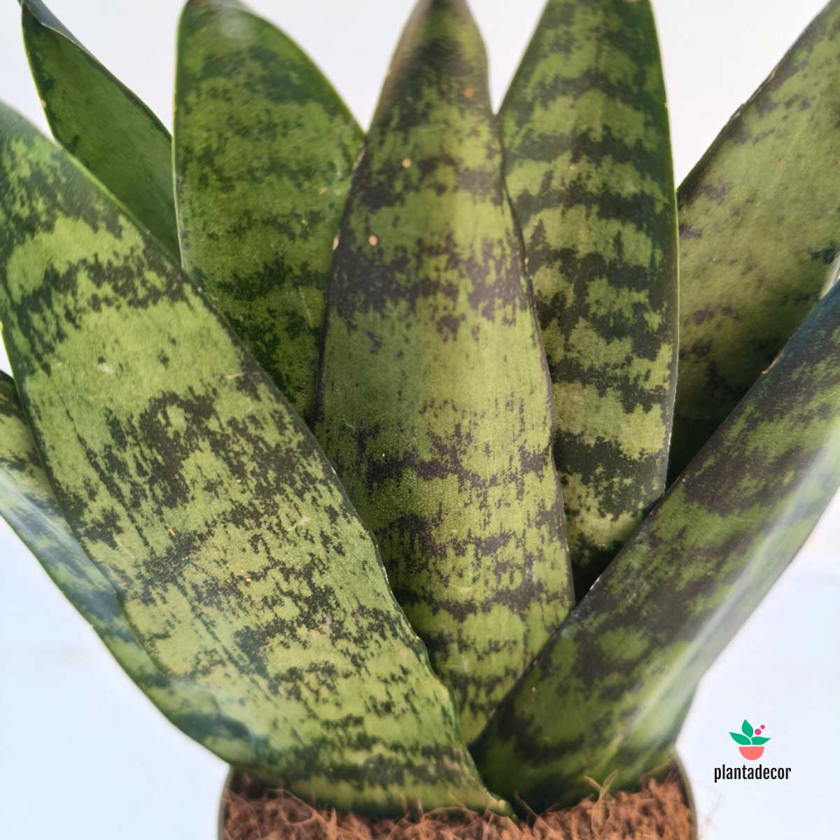 Sanseviera Zeylanica