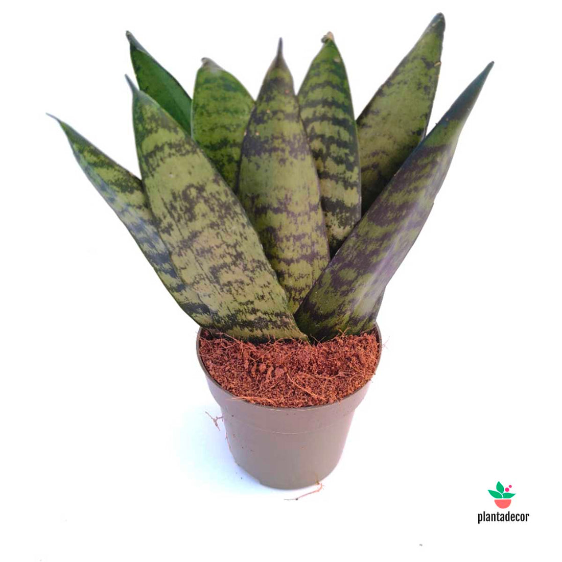 Sanseviera Zeylanica