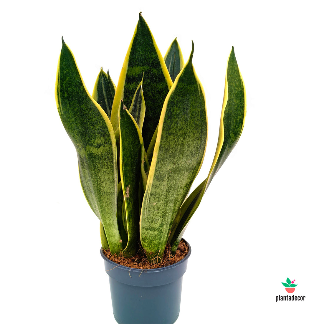 Sansevieria Trifasciata Canary