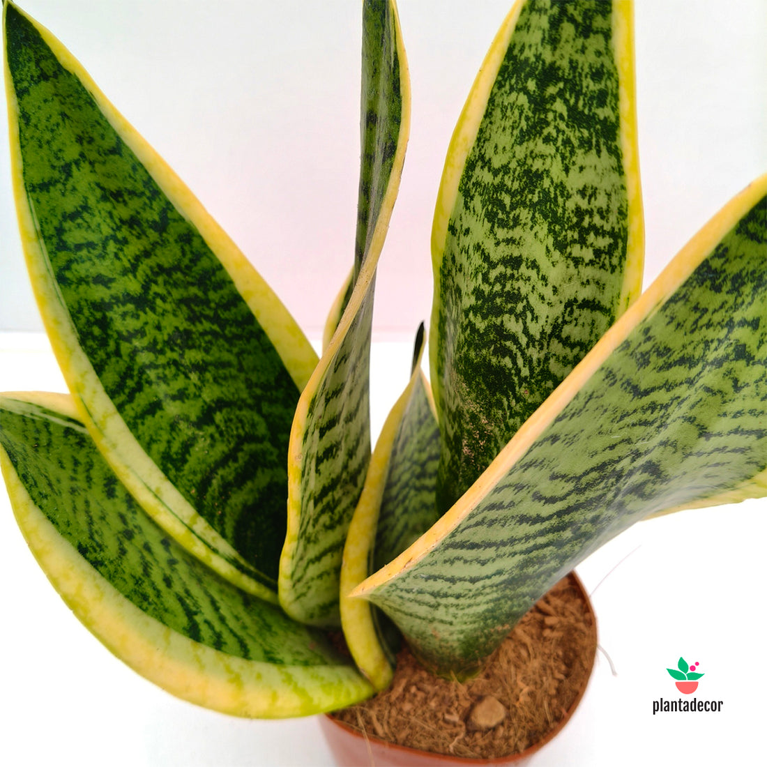 Sanseviera Trifasciata "Futura Superba"