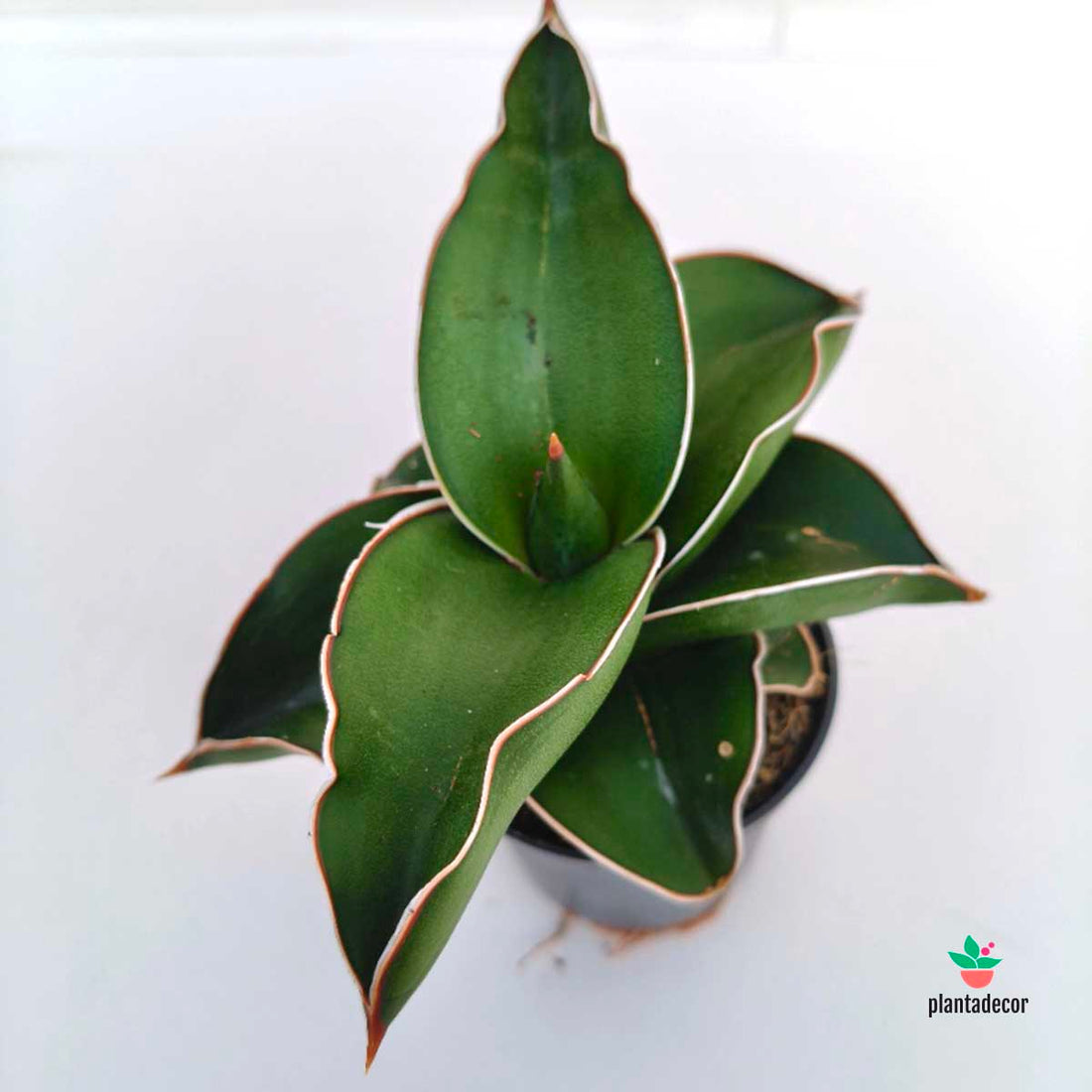 Sanseviera Samurai 'Dwarf'