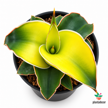 Sanseviera Star Canary