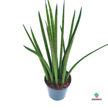 Sanseviera Cylindrica 'Straight'