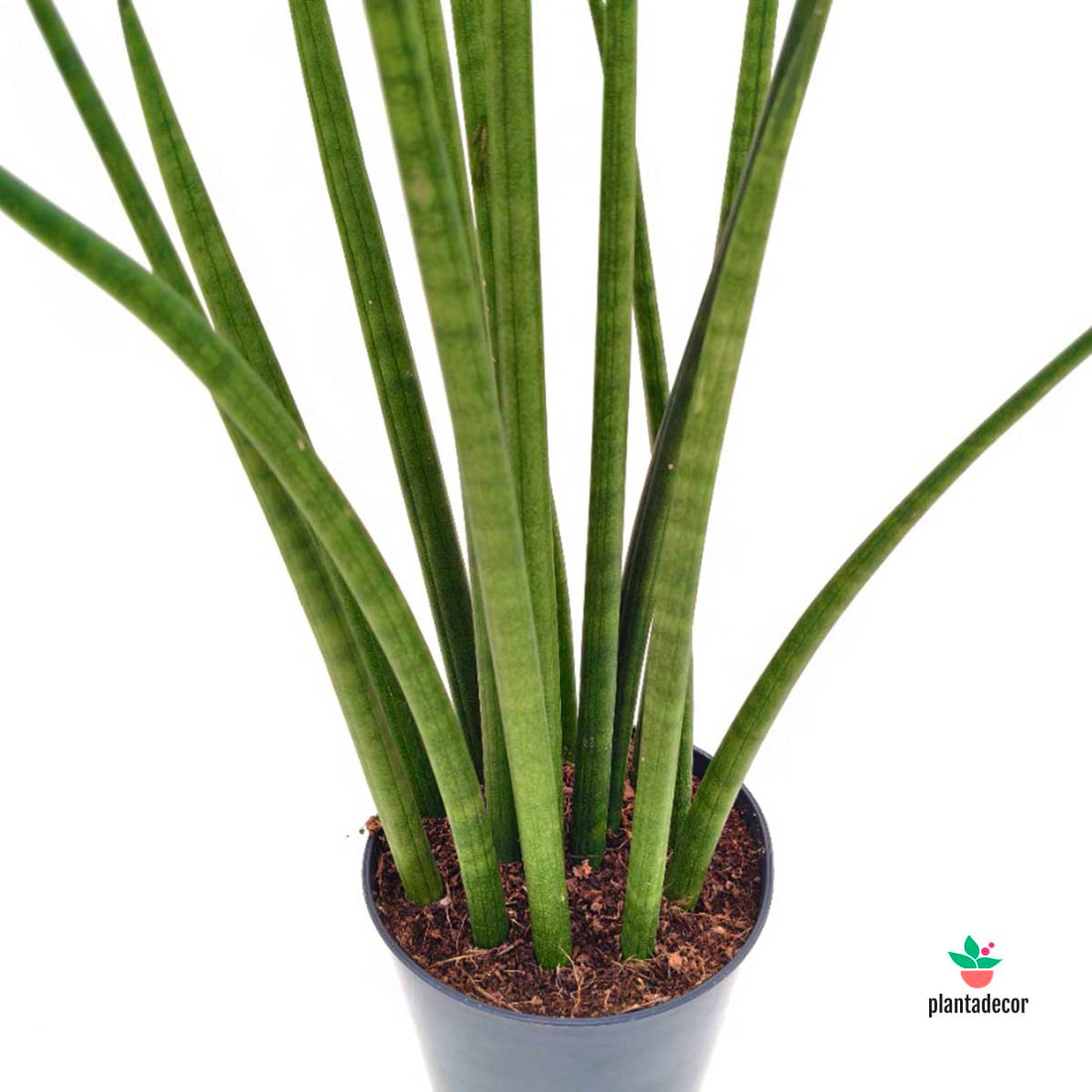 Sanseviera Cylindrica 'Straight'