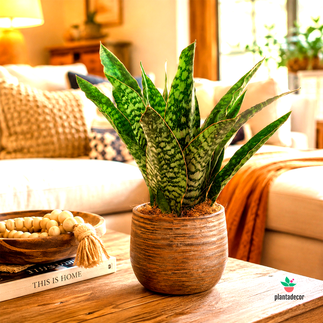 Sansevieria Aubrityana