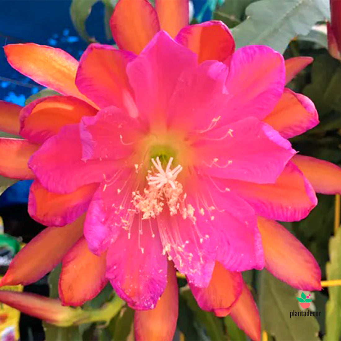 Epiphyllum Sarah Courant
