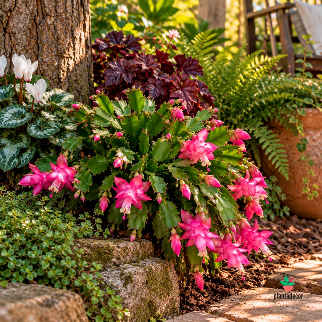 Schlumbergera  х Buckleyi "Mix"