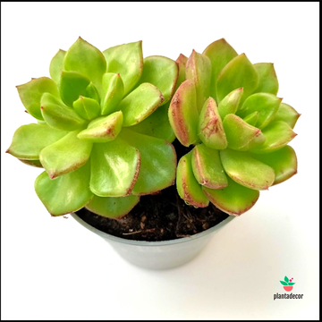 Sedeveria Letizia