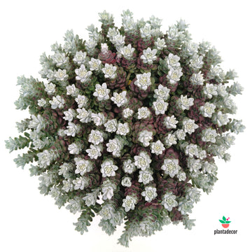 Sedum Spathulifolium "Cape Blanco"