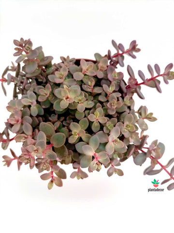 Sedum Cyaneum 'Rosenteppich Red'