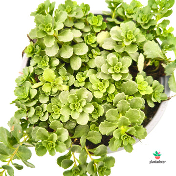 Sedum Floriferum