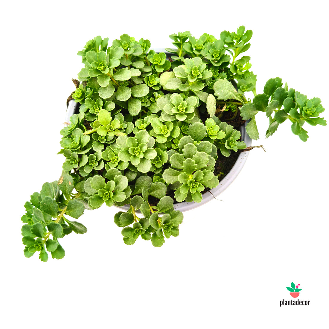 Sedum Floriferum
