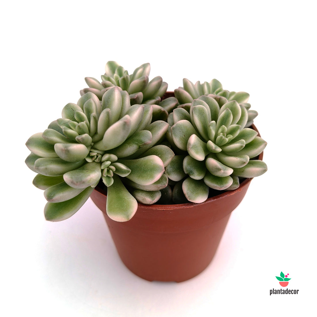 Sedum Joyce Tulloch