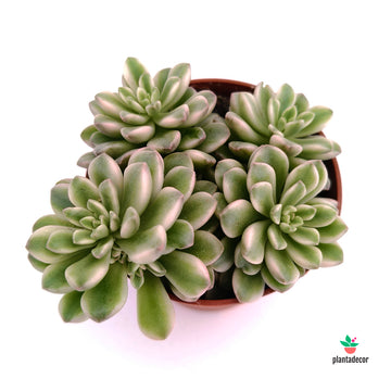 Sedum Joyce Tulloch
