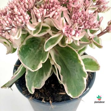 Sedum 'La Vie and Rose'
