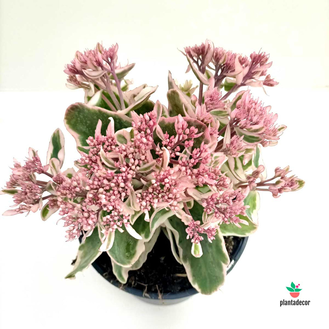 Sedum 'La Vie and Rose'