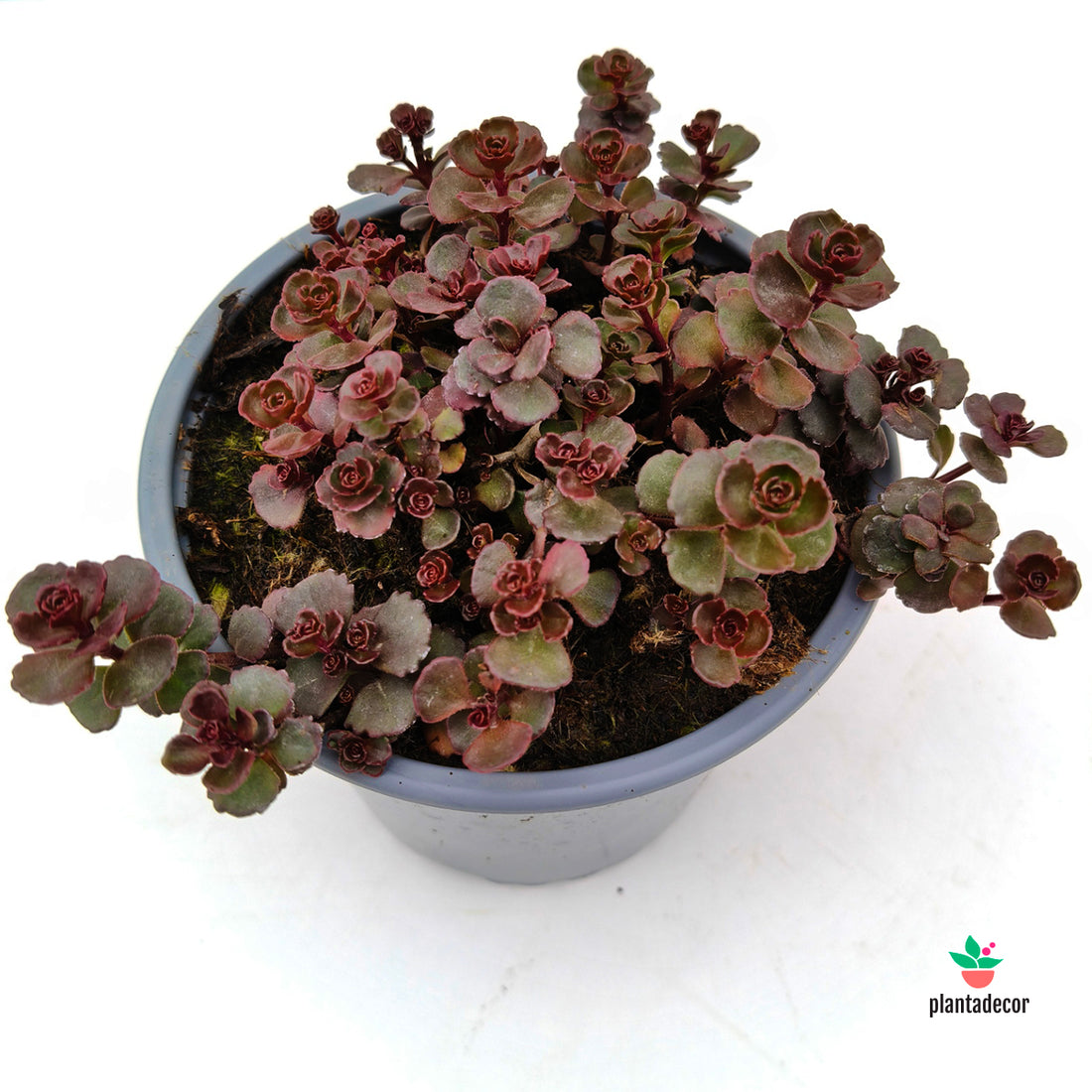 Sedum Mahogany