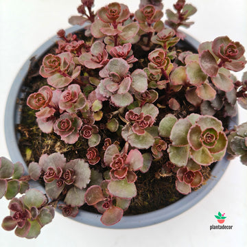 Sedum Mahogany