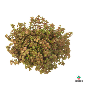 Sedum Mahogany