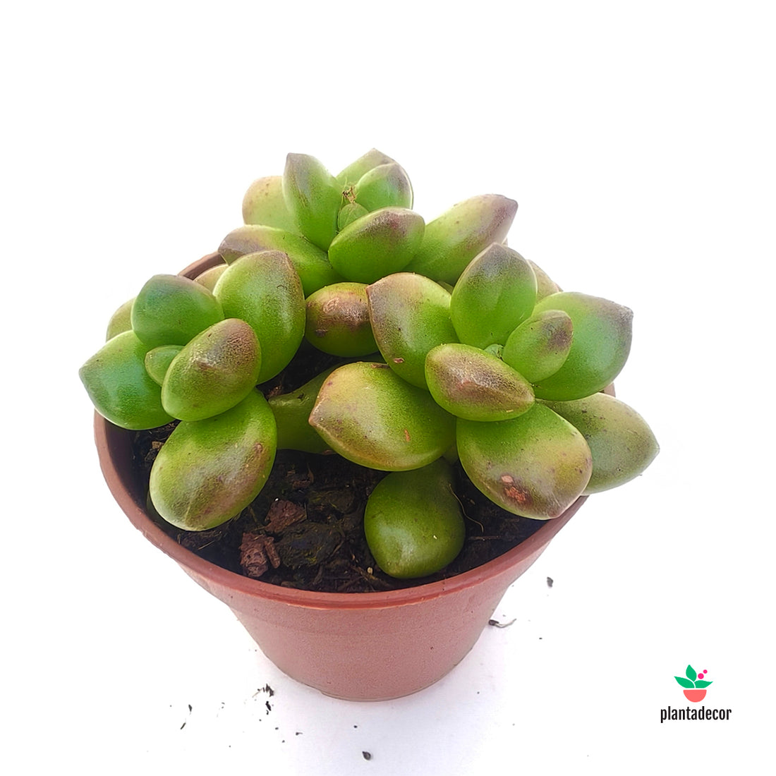 Sedum Red Coral
