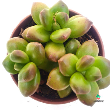 Sedum Red Coral