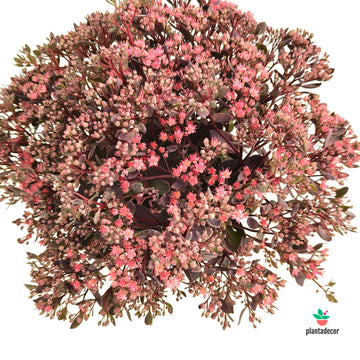 Sedum Sunsparkler Dazzlet