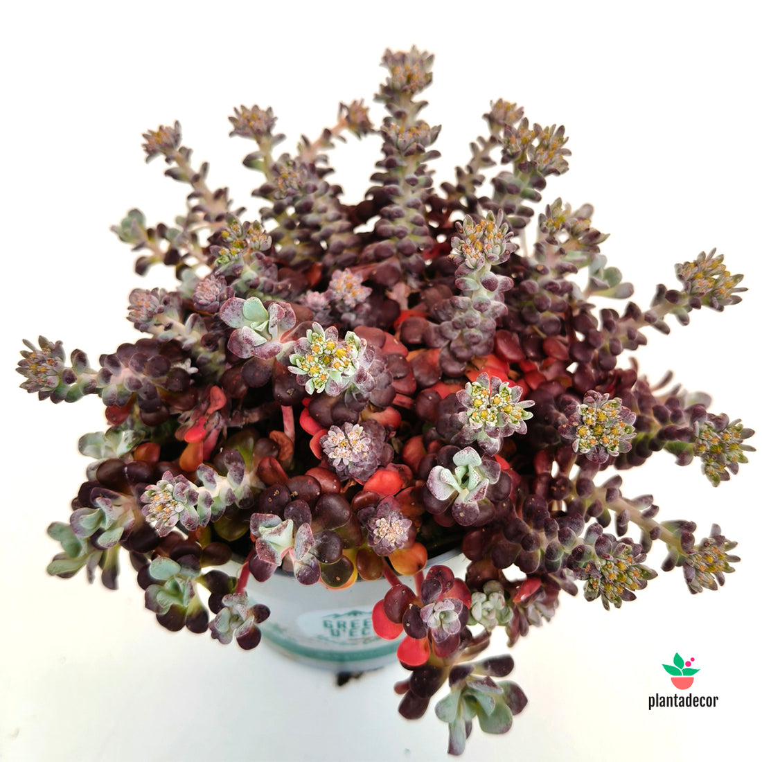 Sedum Spathulifolium "Purpureum"