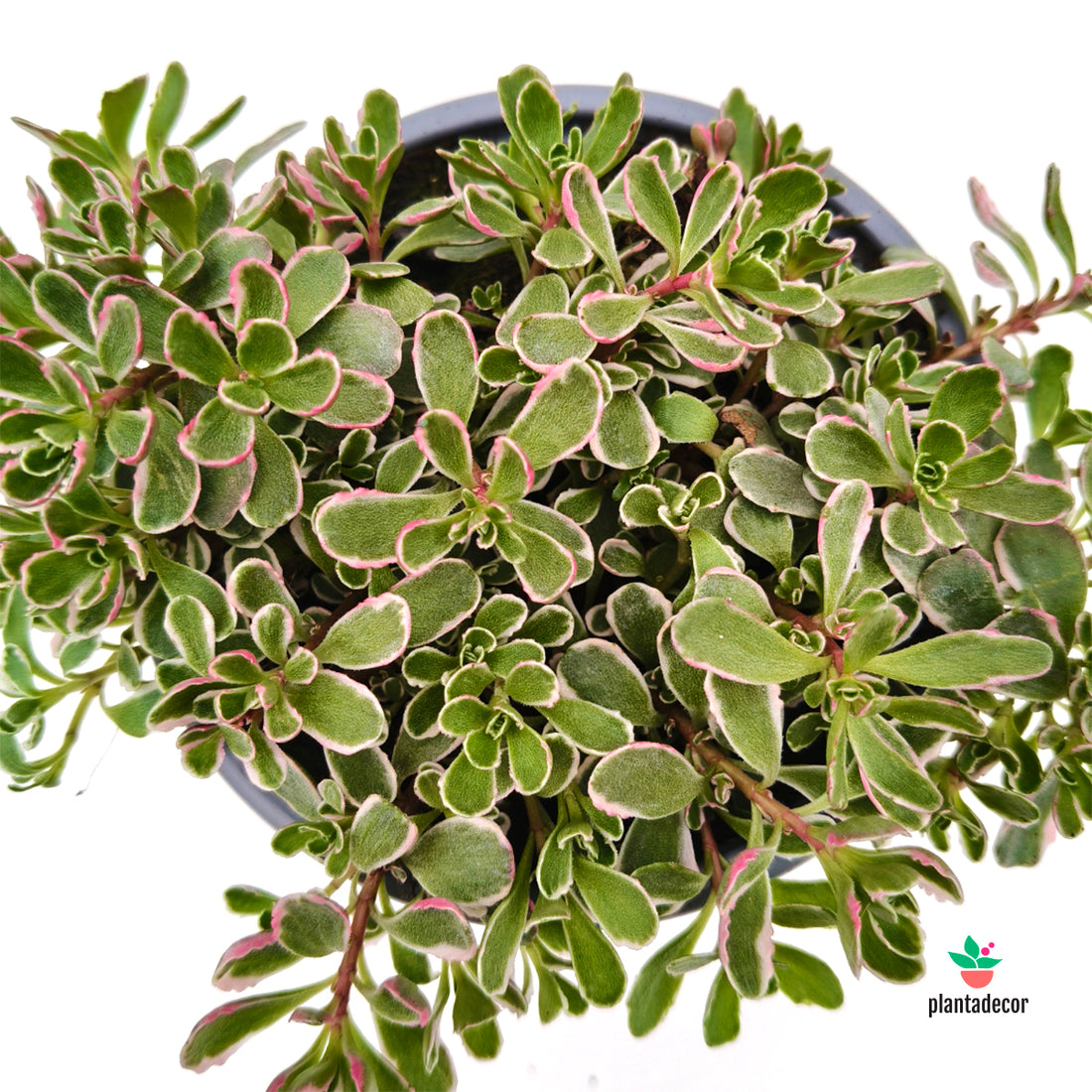 Sedum Spurium "Variegatum-Tricolor"