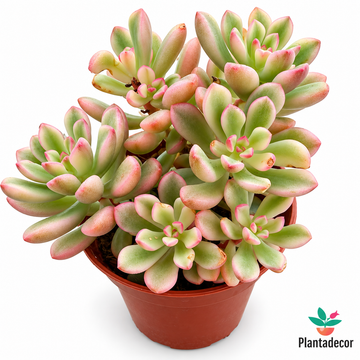 Sedum Alice Evans Variegata