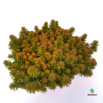 Sedum Lemon Ball