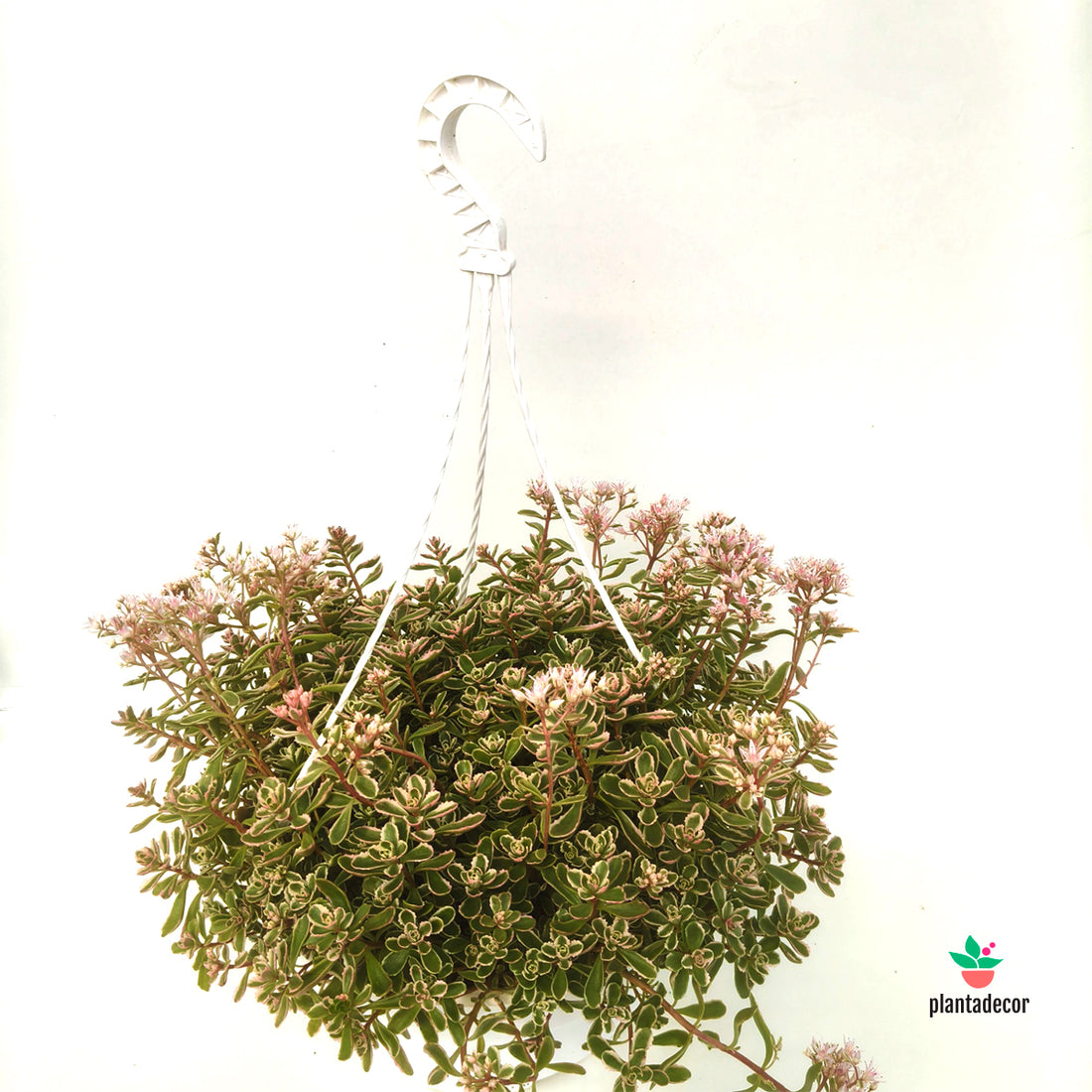 Sedum Spurium Tricolor