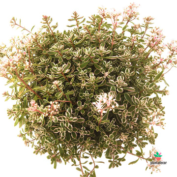 Sedum Spurium Tricolor