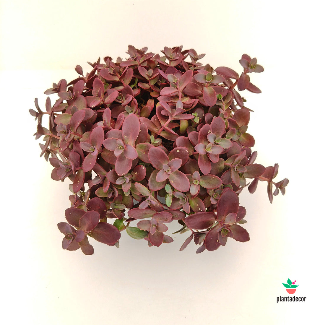 Sedum Sunsparkler 'Firecracker'