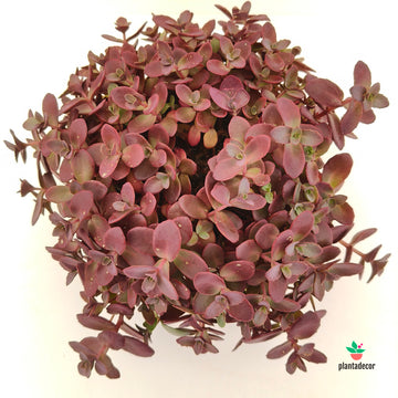 Sedum Sunsparkler 'Firecracker'