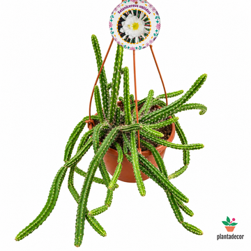 Selinecereus Validus