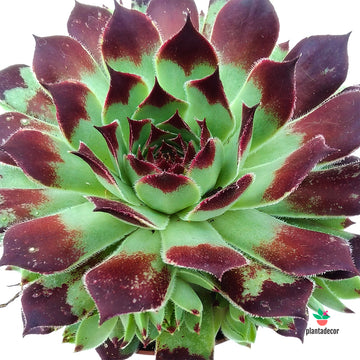Sempervivum Boekarest