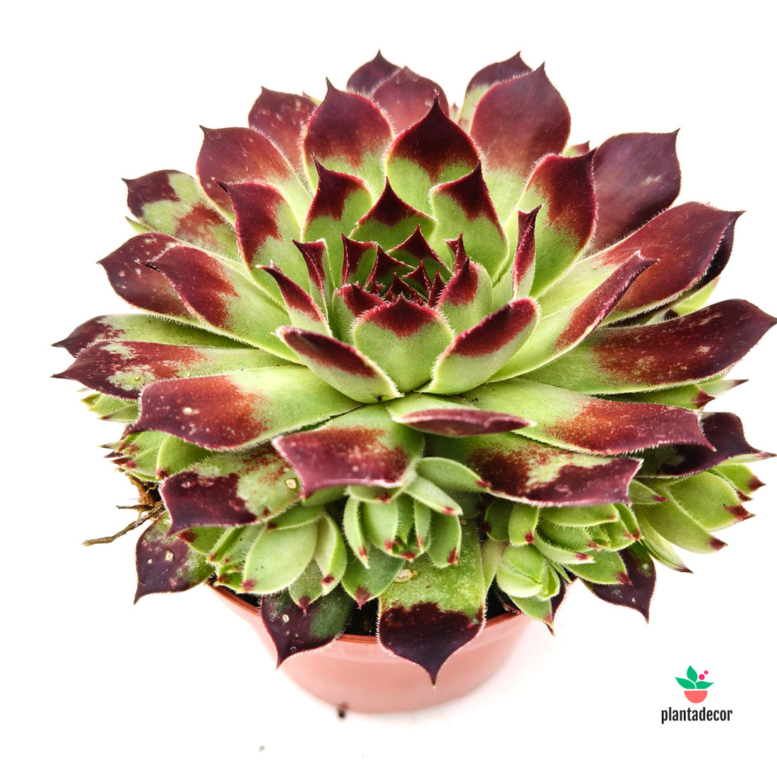 Sempervivum Boekarest