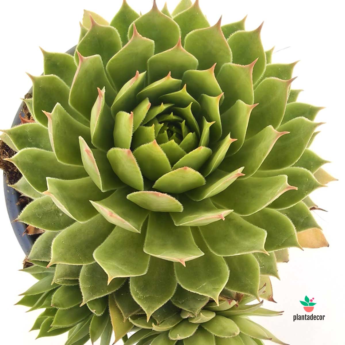 Sempervivum Cooper Canyon