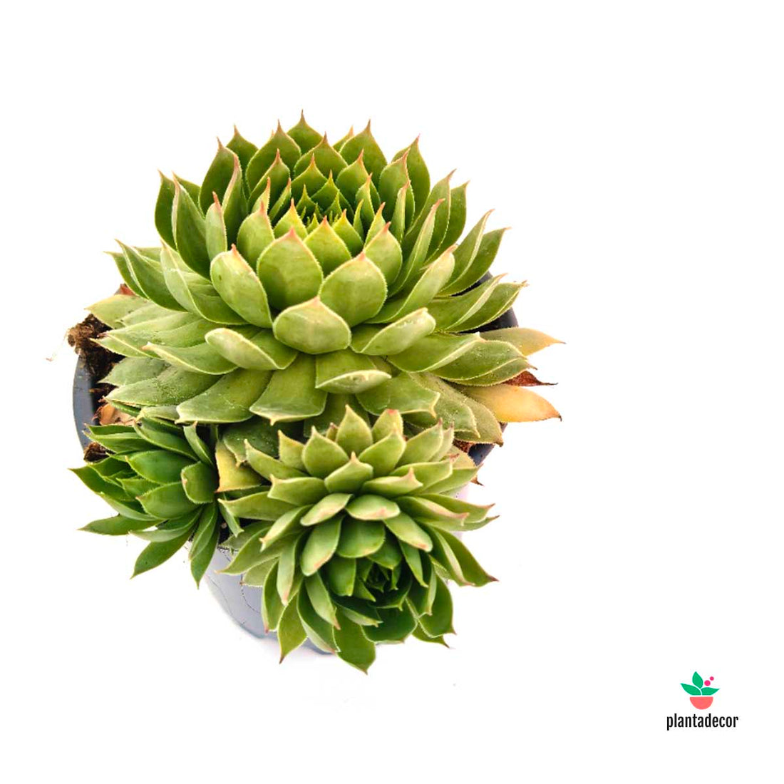 Sempervivum Cooper Canyon