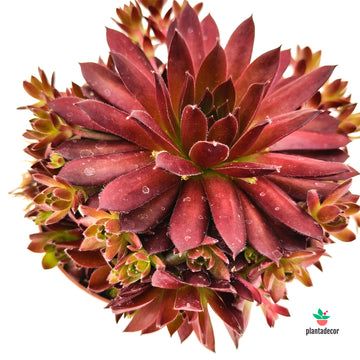 Sempervivum Coral Red