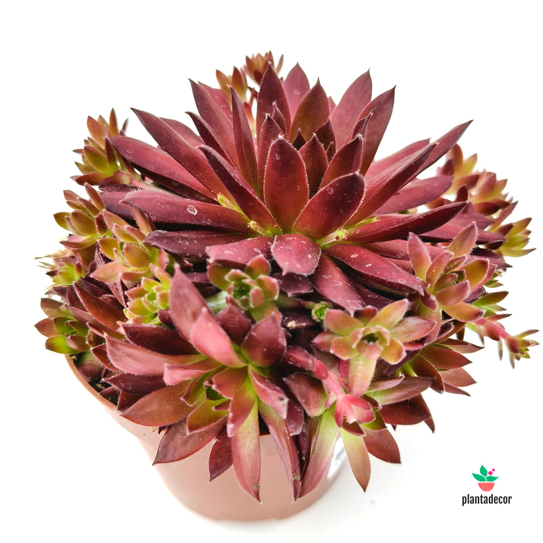 Sempervivum Coral Red