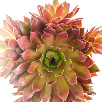 Sempervivum Paris