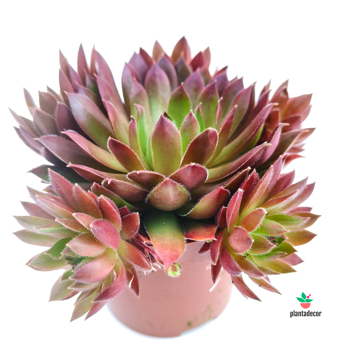 Sempervivum Paris