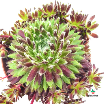 Sempervivum Lyon