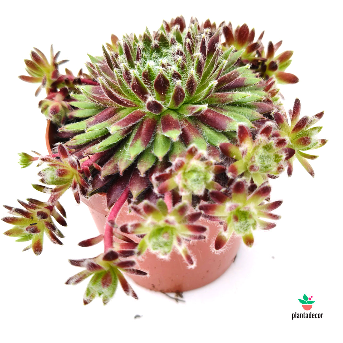 Sempervivum Lyon