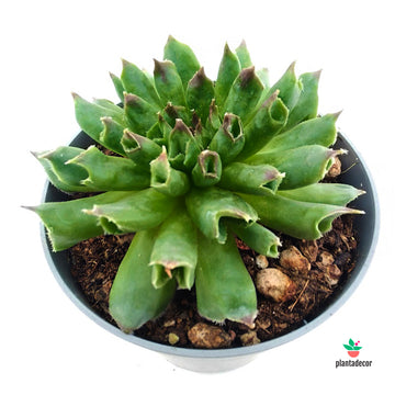 Sempervivum Tectorum Oddity